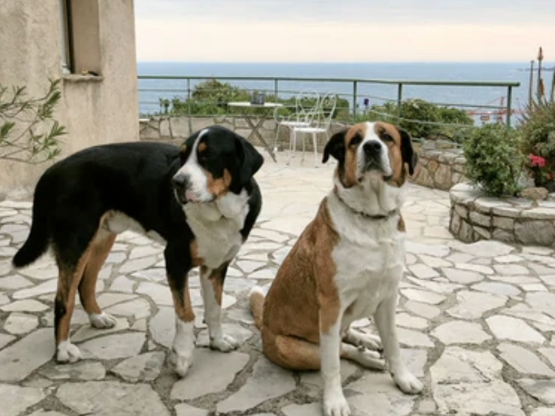 Côte d’Azur mit Hund