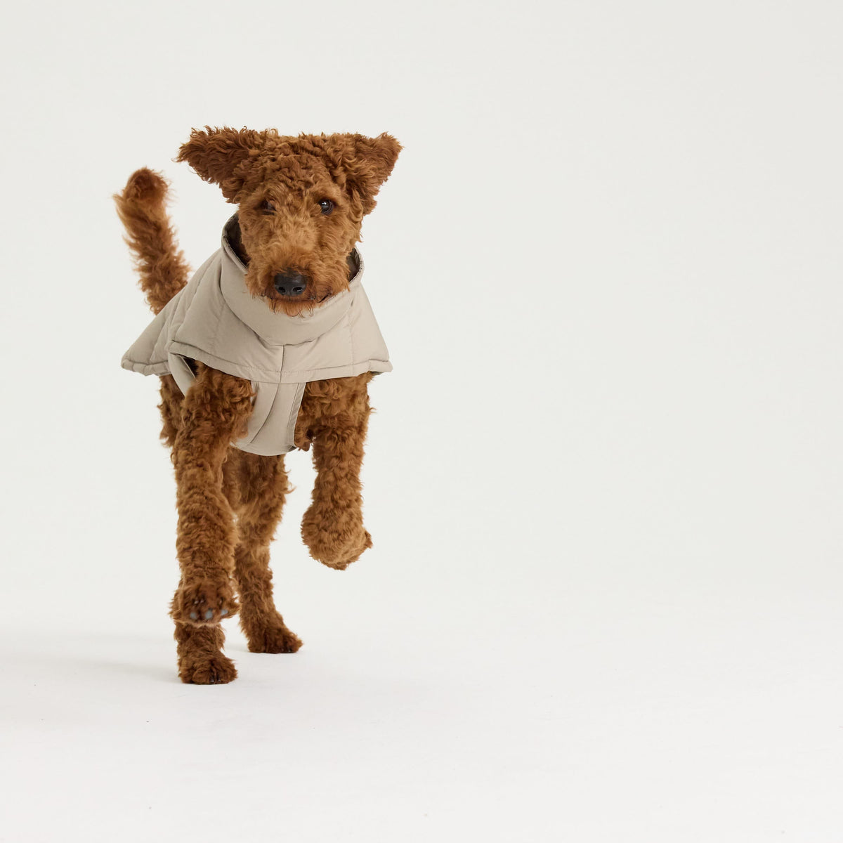 William Walker Cappottino invernale caldo per cani Alpine