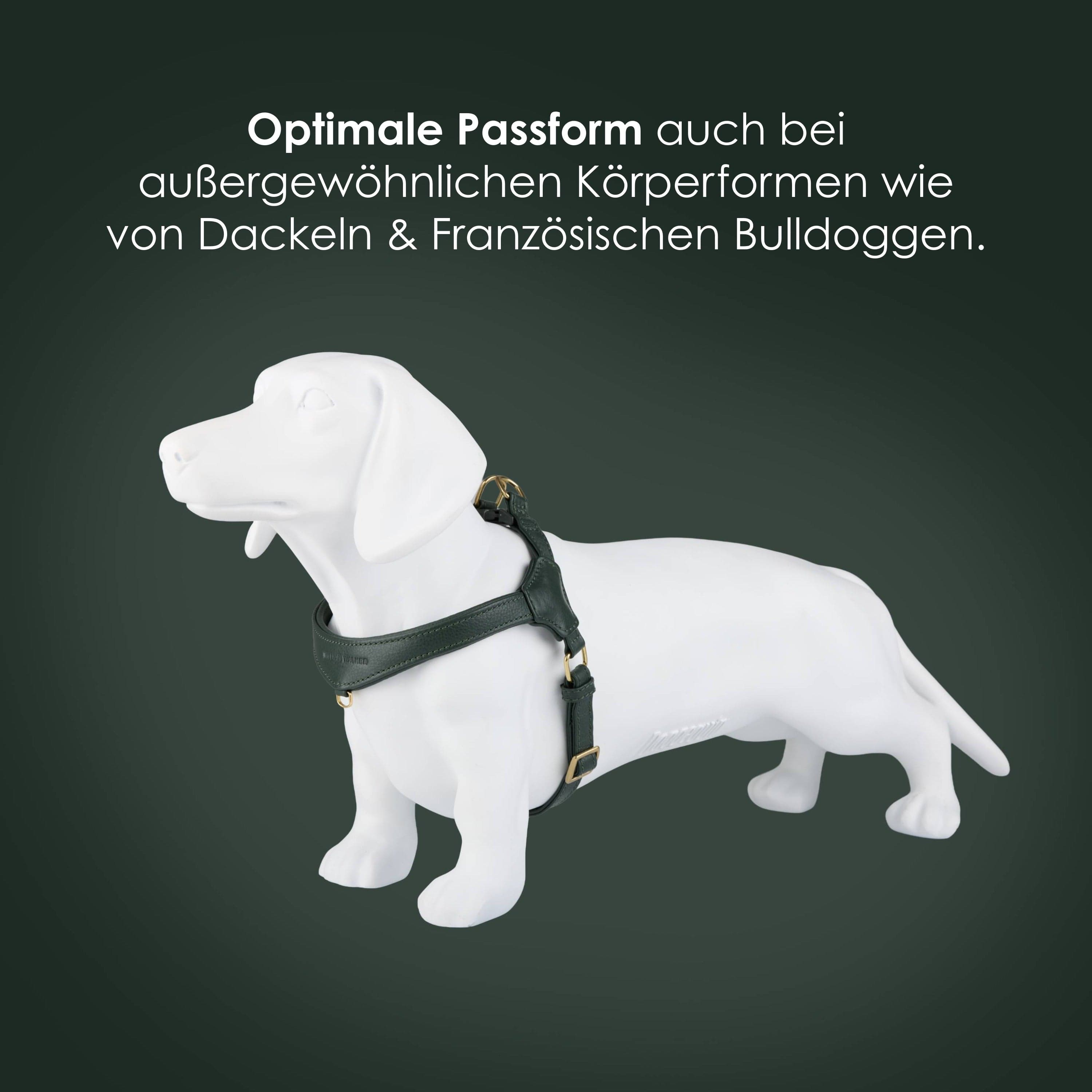 William Walker Step-In Leder Geschirr Pico für kleine Hunde