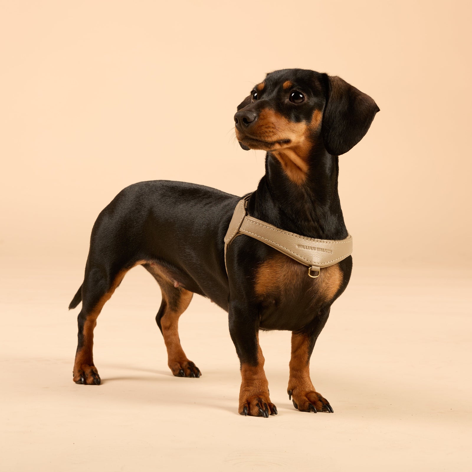 William Walker Premium Ledergeschirr Bundle Konfigurator für kleine Hunde