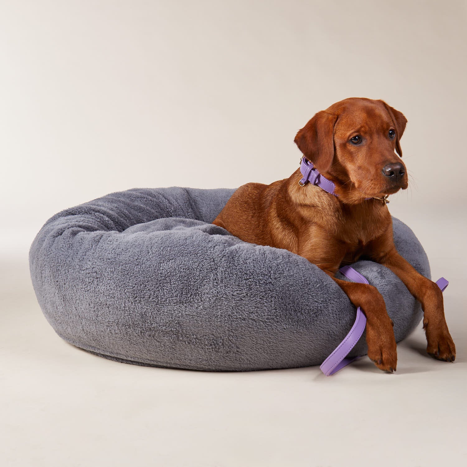 William Walker Leder Hundehalsband Lavender (Lila)