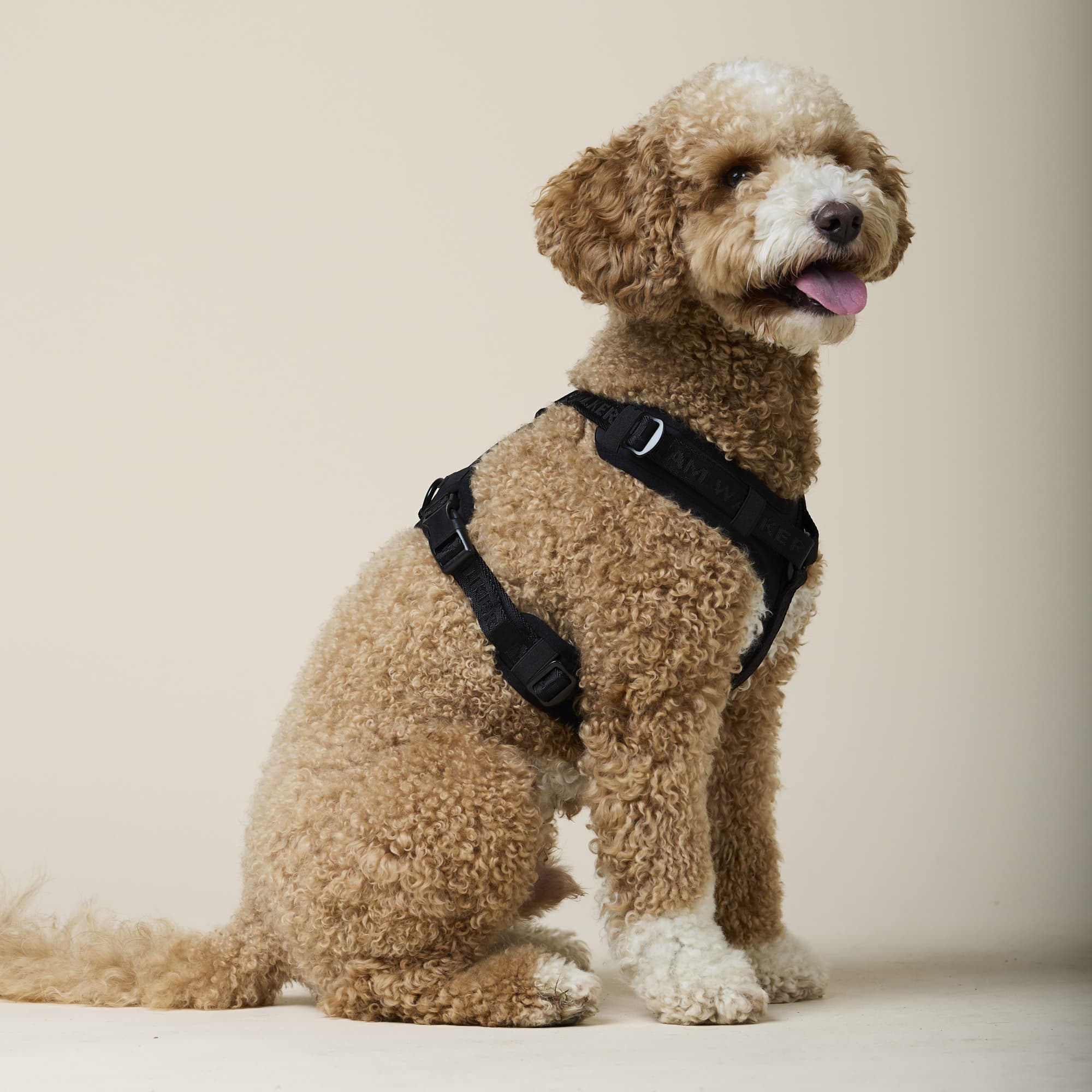 William Walker Hochwertiges Y-Hundegeschirr Nero (schwarz)