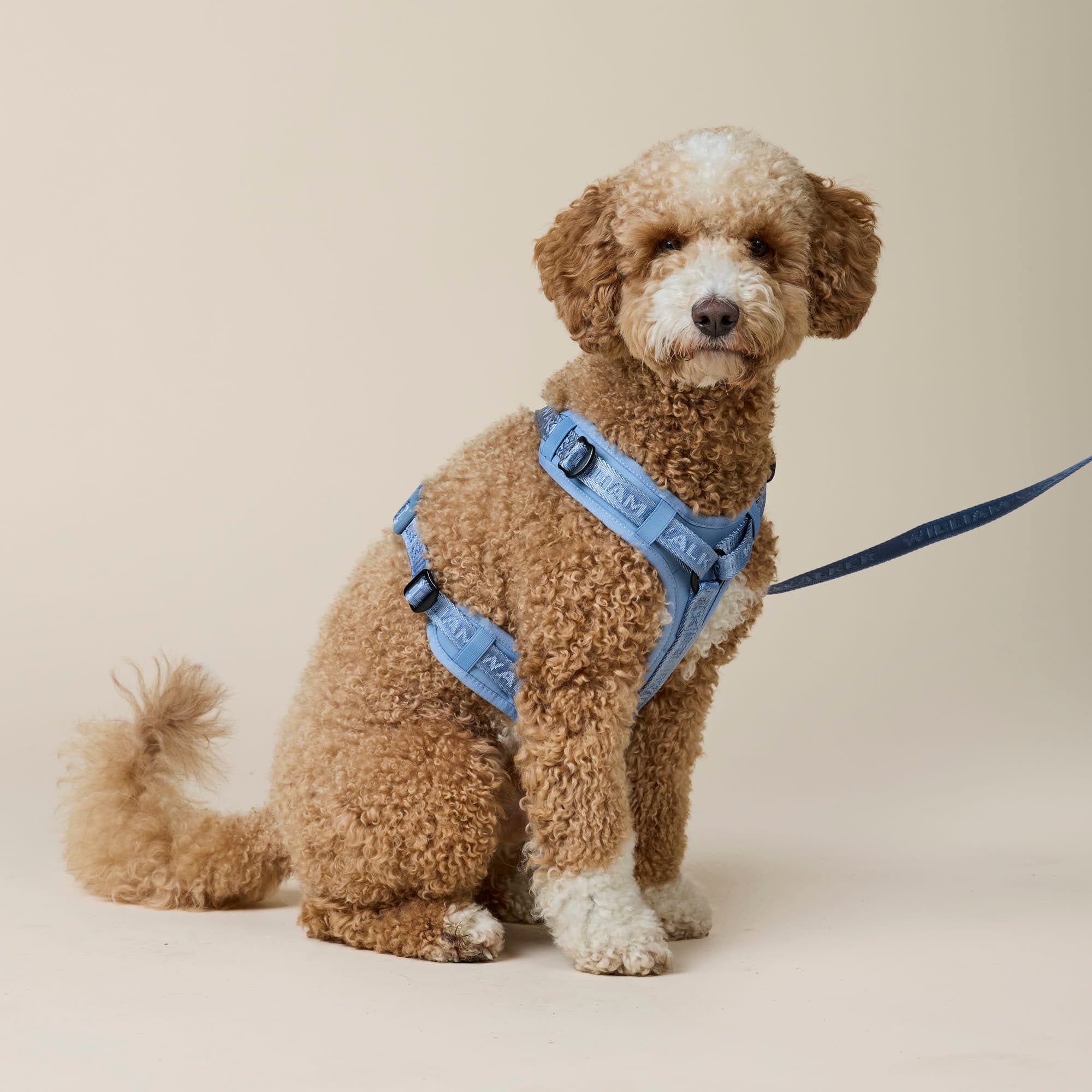 William Walker Hochwertiges Y-Hundegeschirr Sky (blau)