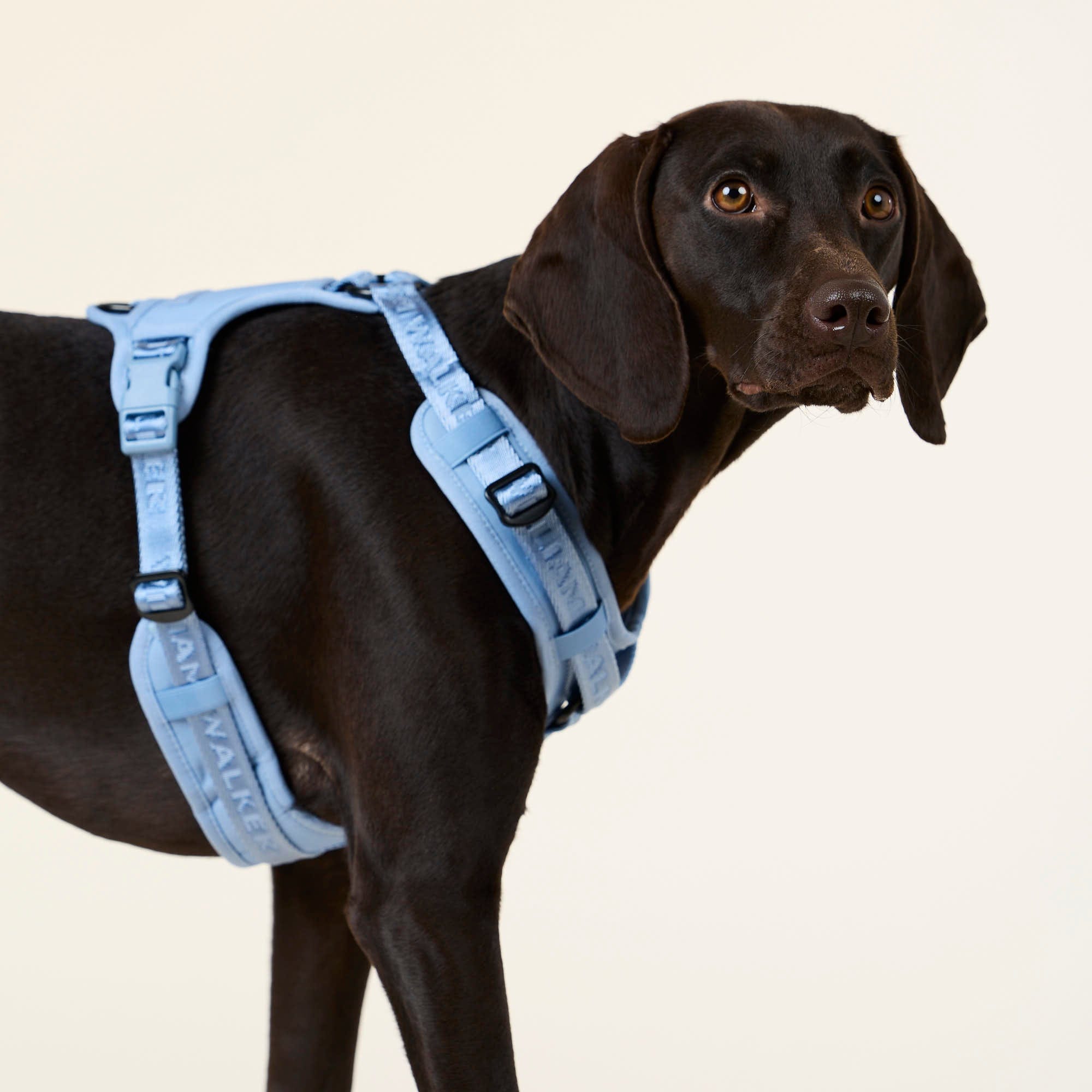 William Walker Hochwertiges Y-Hundegeschirr Sky (blau)