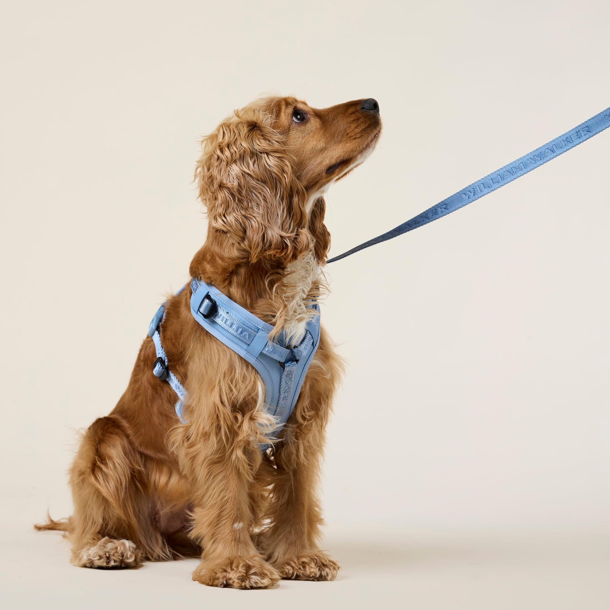 William Walker Hochwertiges Y-Hundegeschirr Sky (blau)