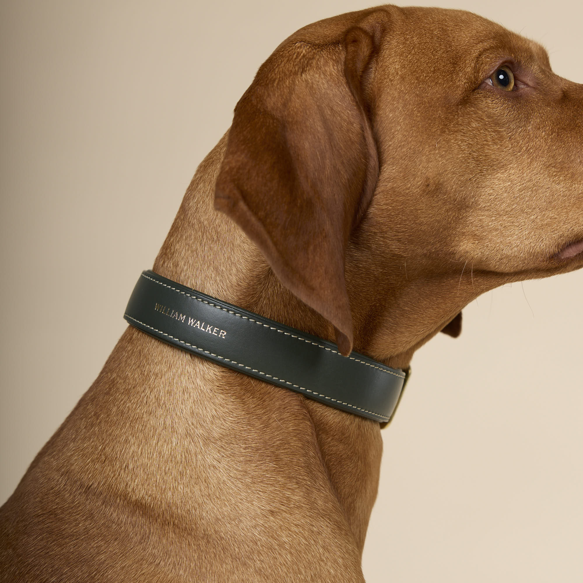 William Walker Glattleder Hundehalsband Forest