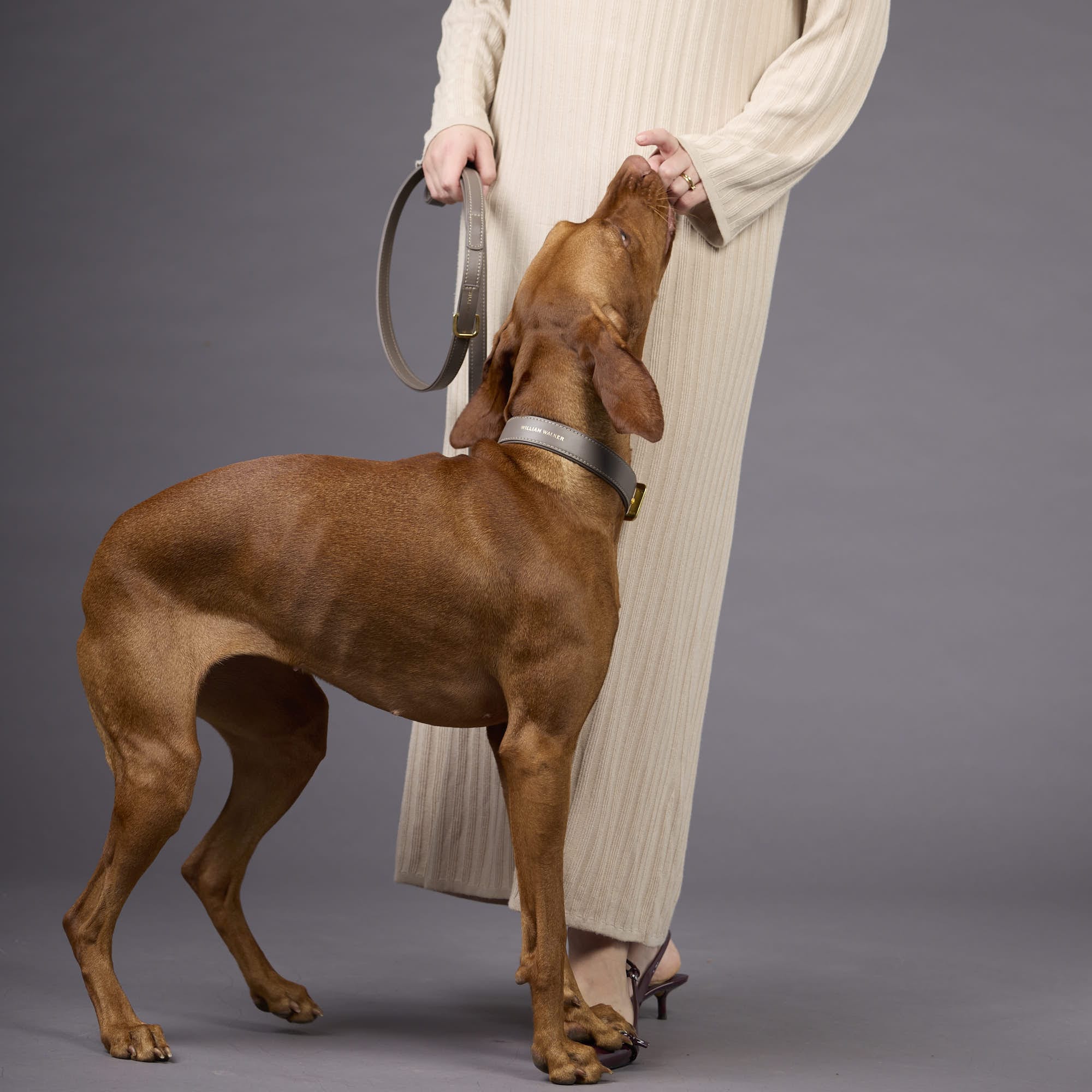 William Walker Glattleder Hundehalsband Pebble (Taupe)