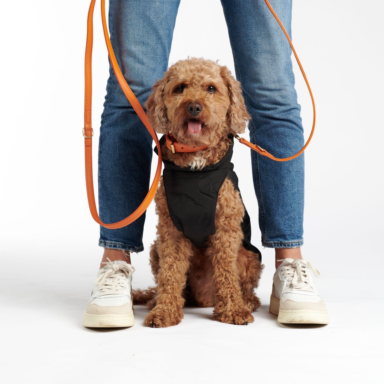Pudel in braun grauem Hundemantel von William Walker mit Hundehalsband und Hundeleine in orange