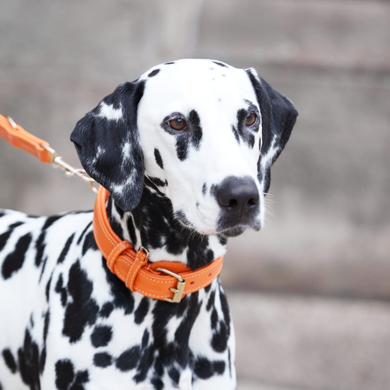 William Walker Leder Hundehalsband Amber (Orange)