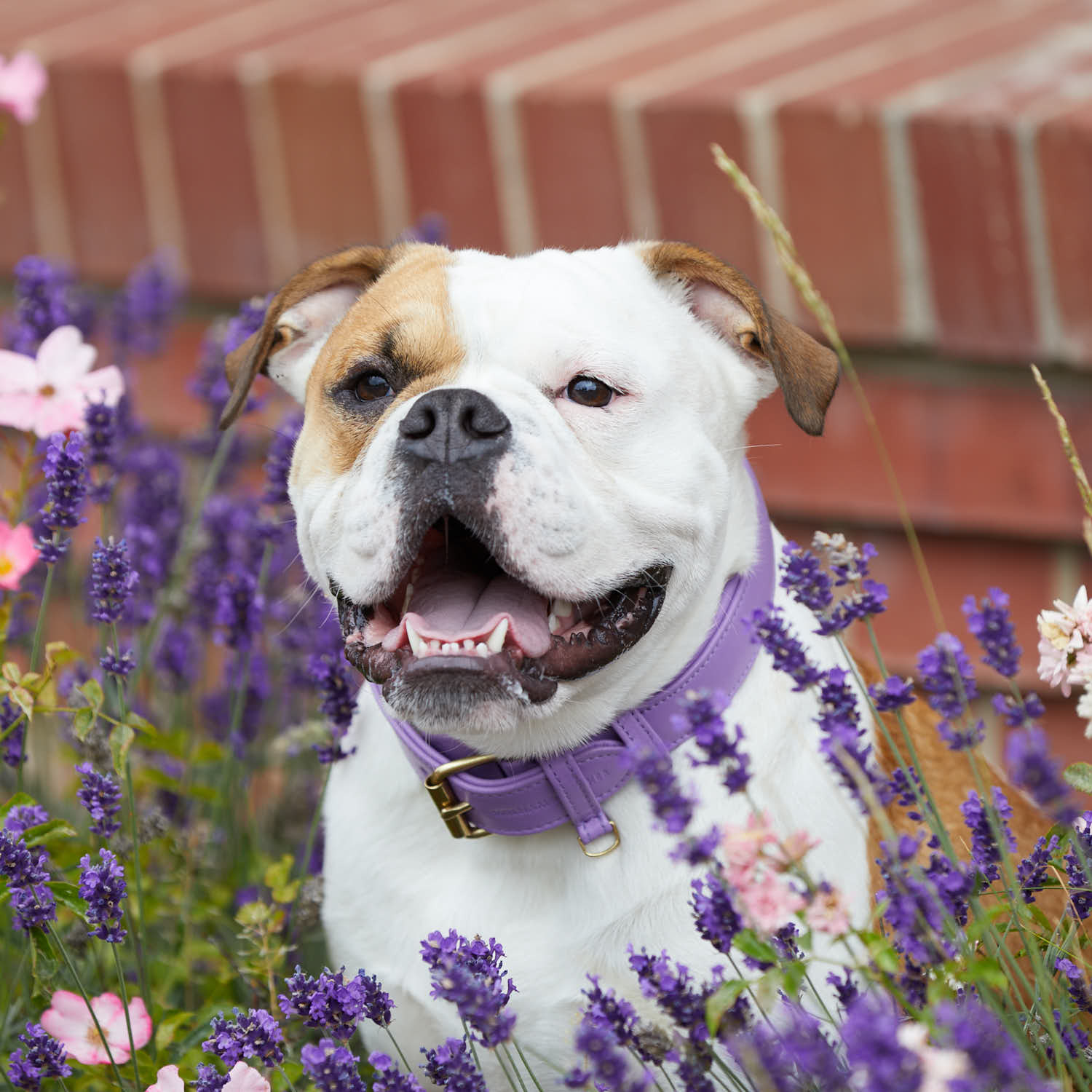 William Walker Hundehalsband Lavender