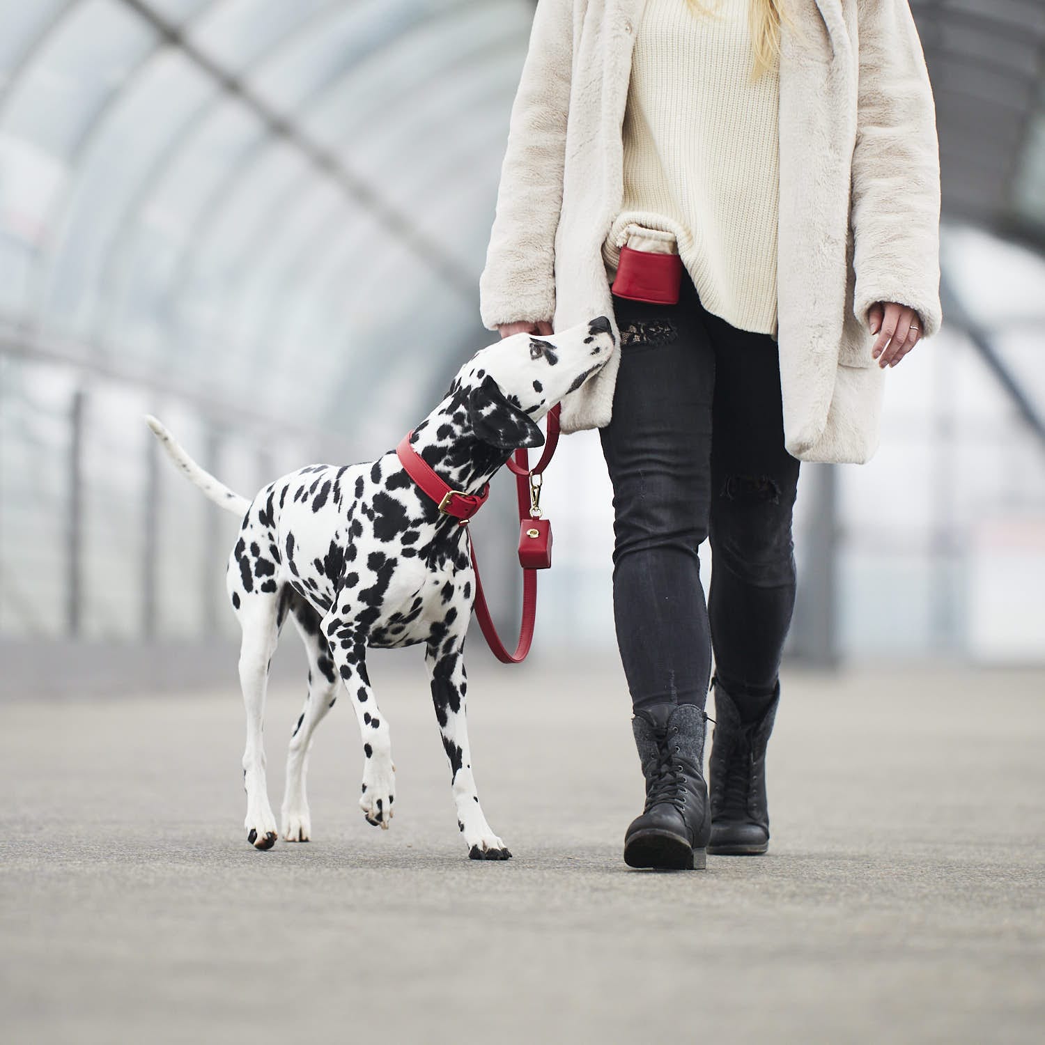 William Walker Hundeleine Chilli