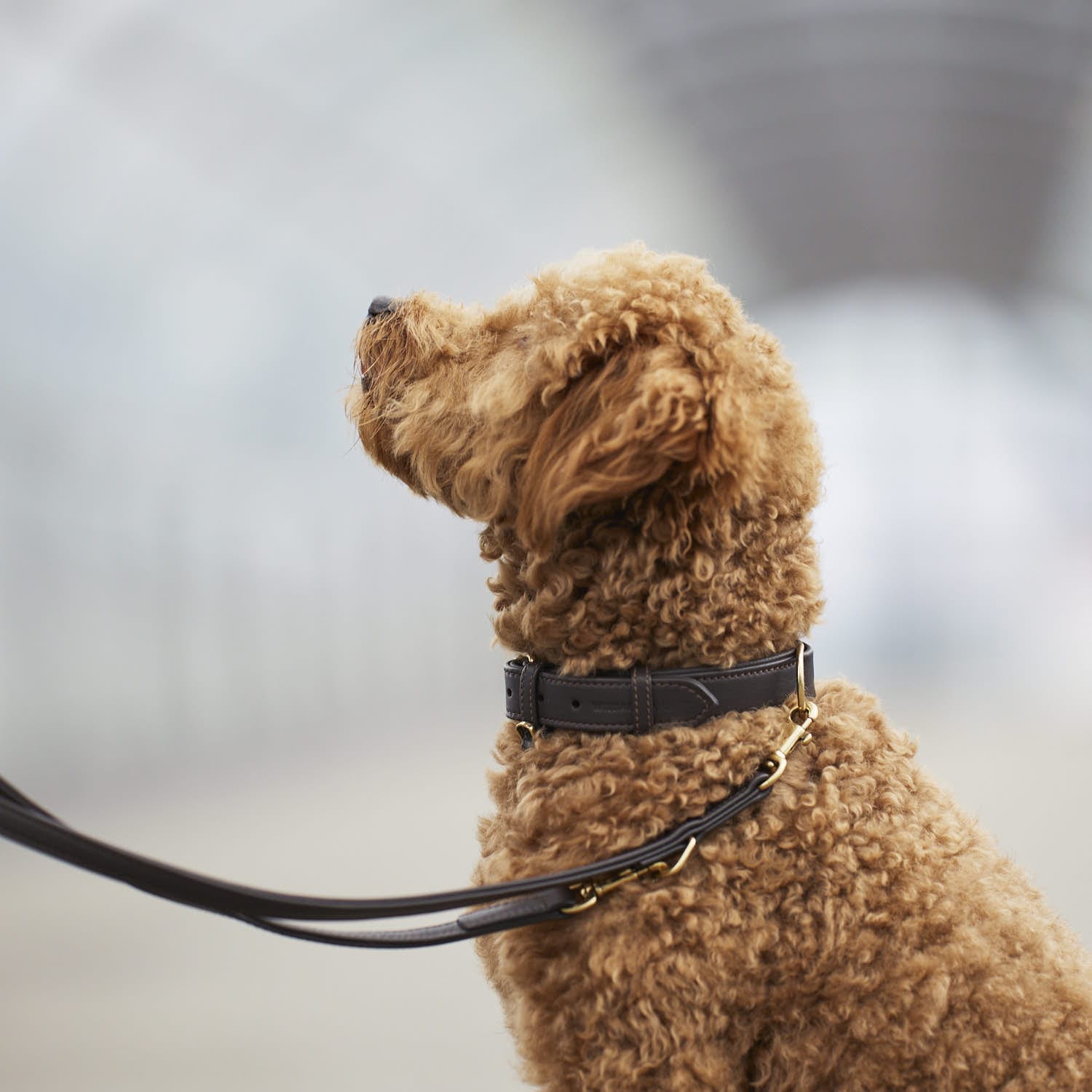 William Walker Hundeleine Earth