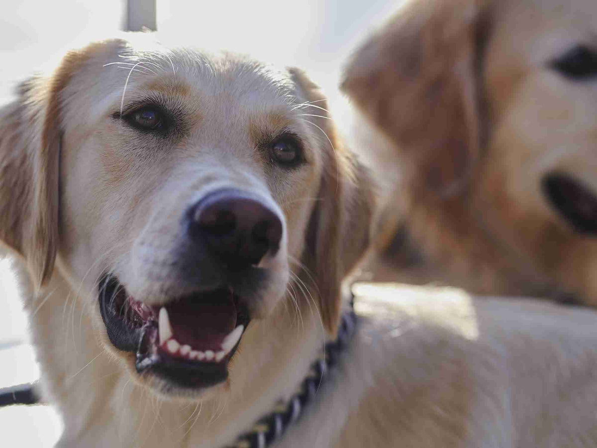 #friendsofwilliamwalker - Ritratto di razza Golden Retriever