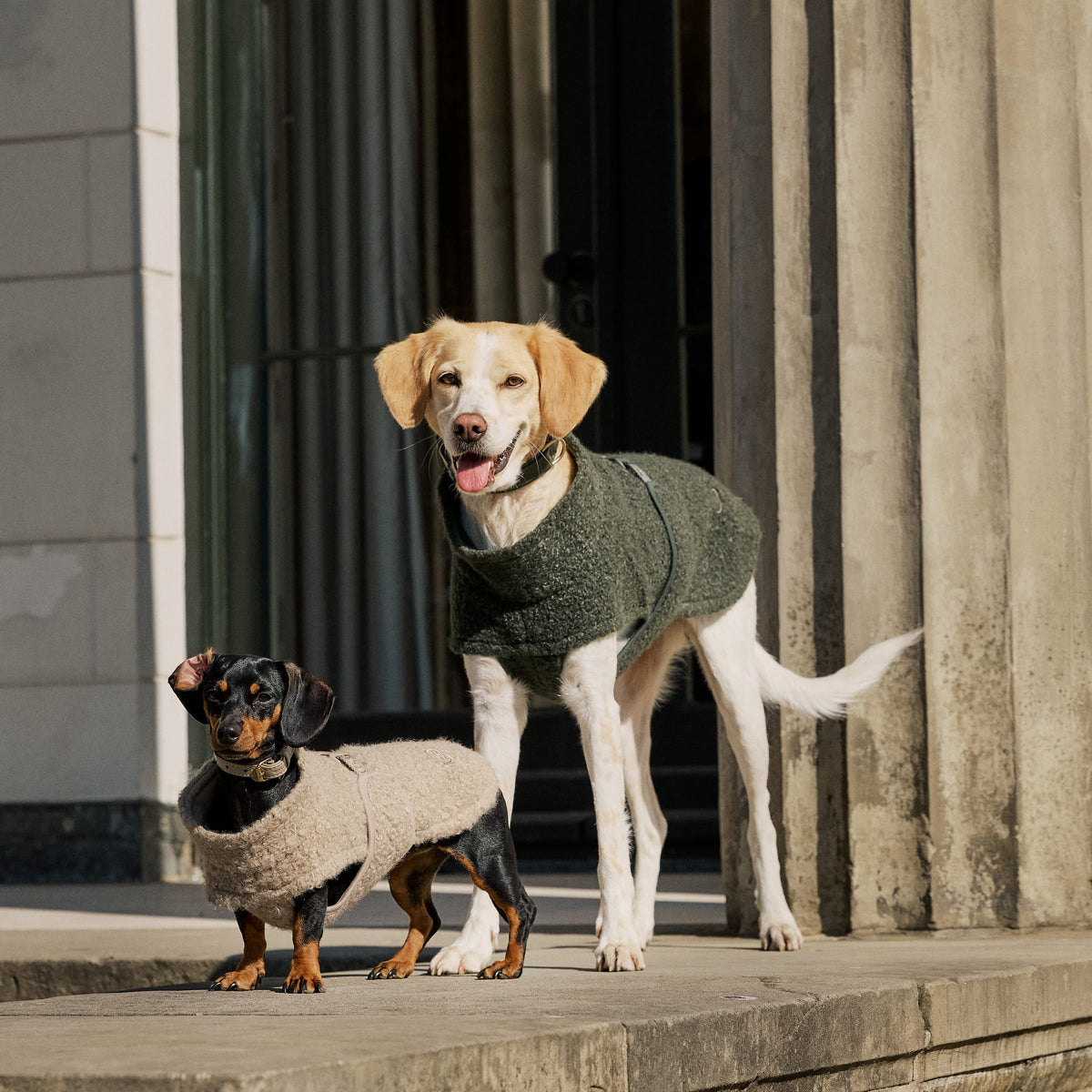 William Walker Cappottino in pile per cani Cozy per bassotti Dark Moss / 2
