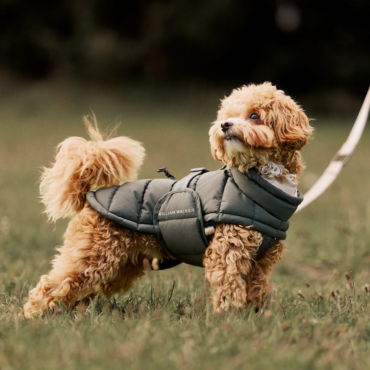 William Walker Cappottino invernale caldo per cani Alpine