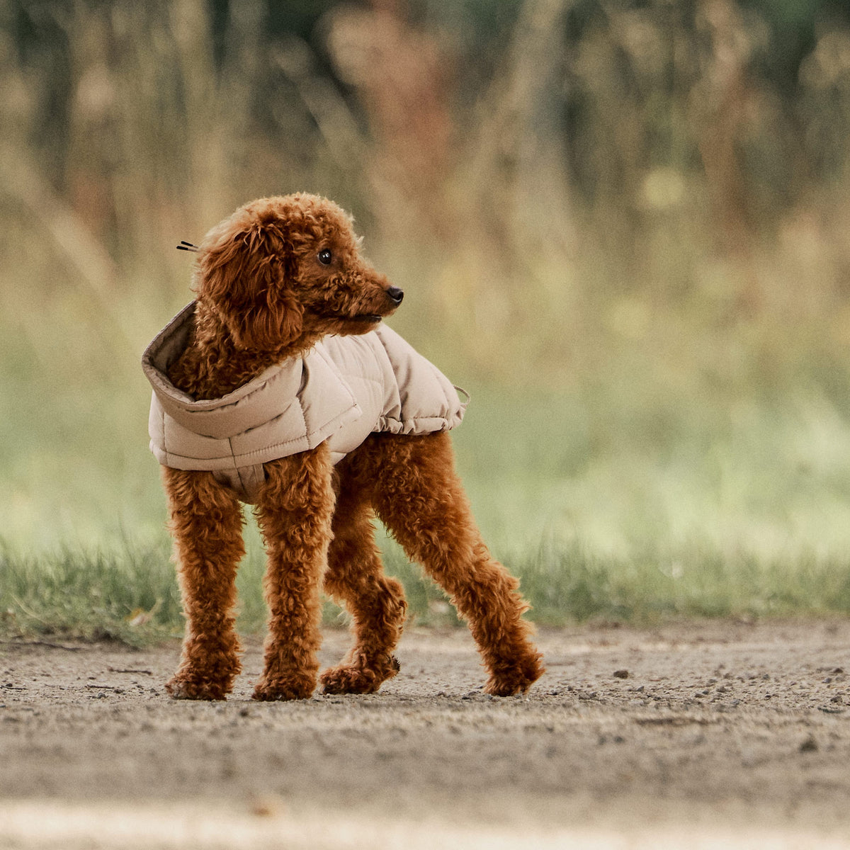 William Walker Cappottino invernale caldo per cani Alpine
