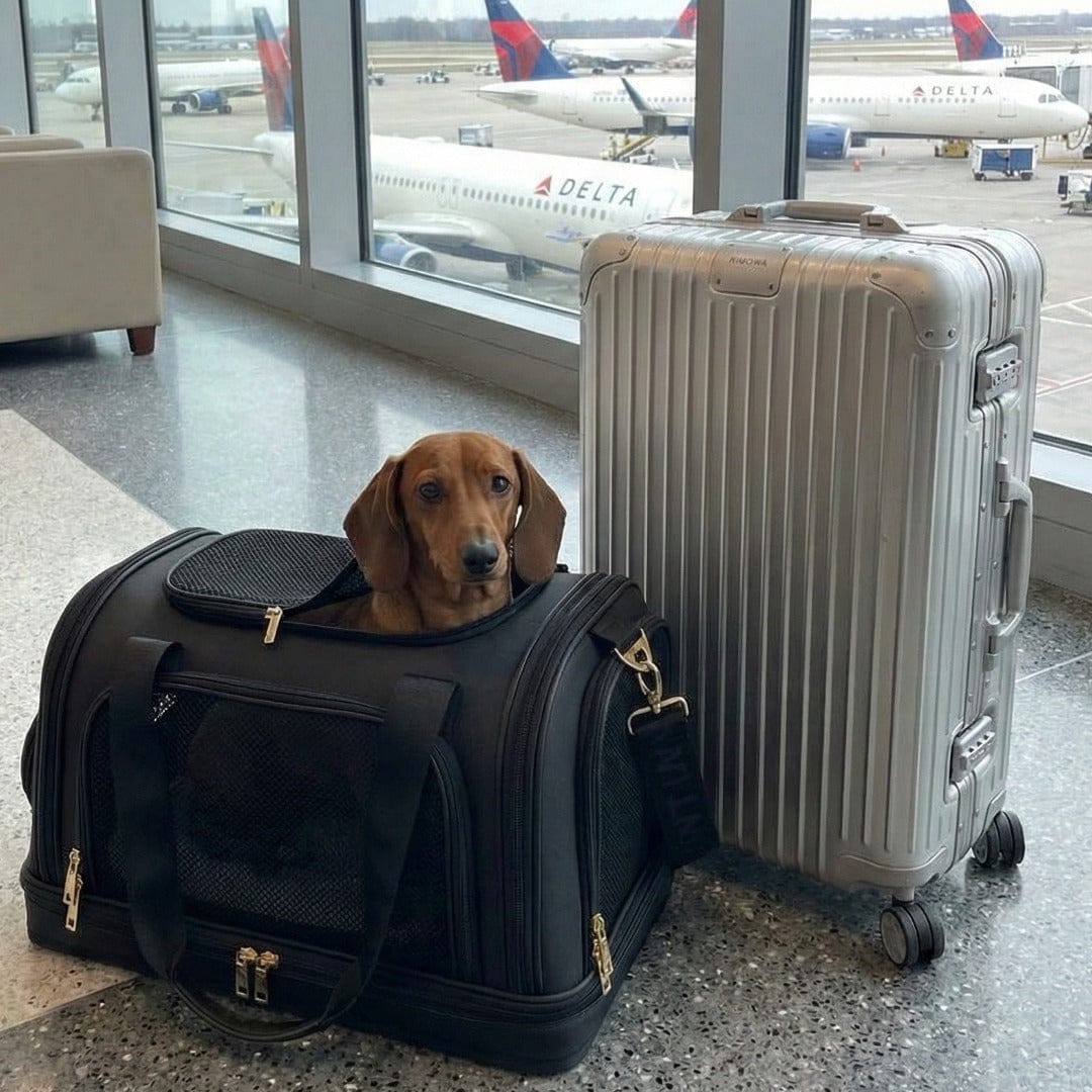 William Walker Hundetragetasche fürs Flugzeug Cloud Nest (Schwarz)