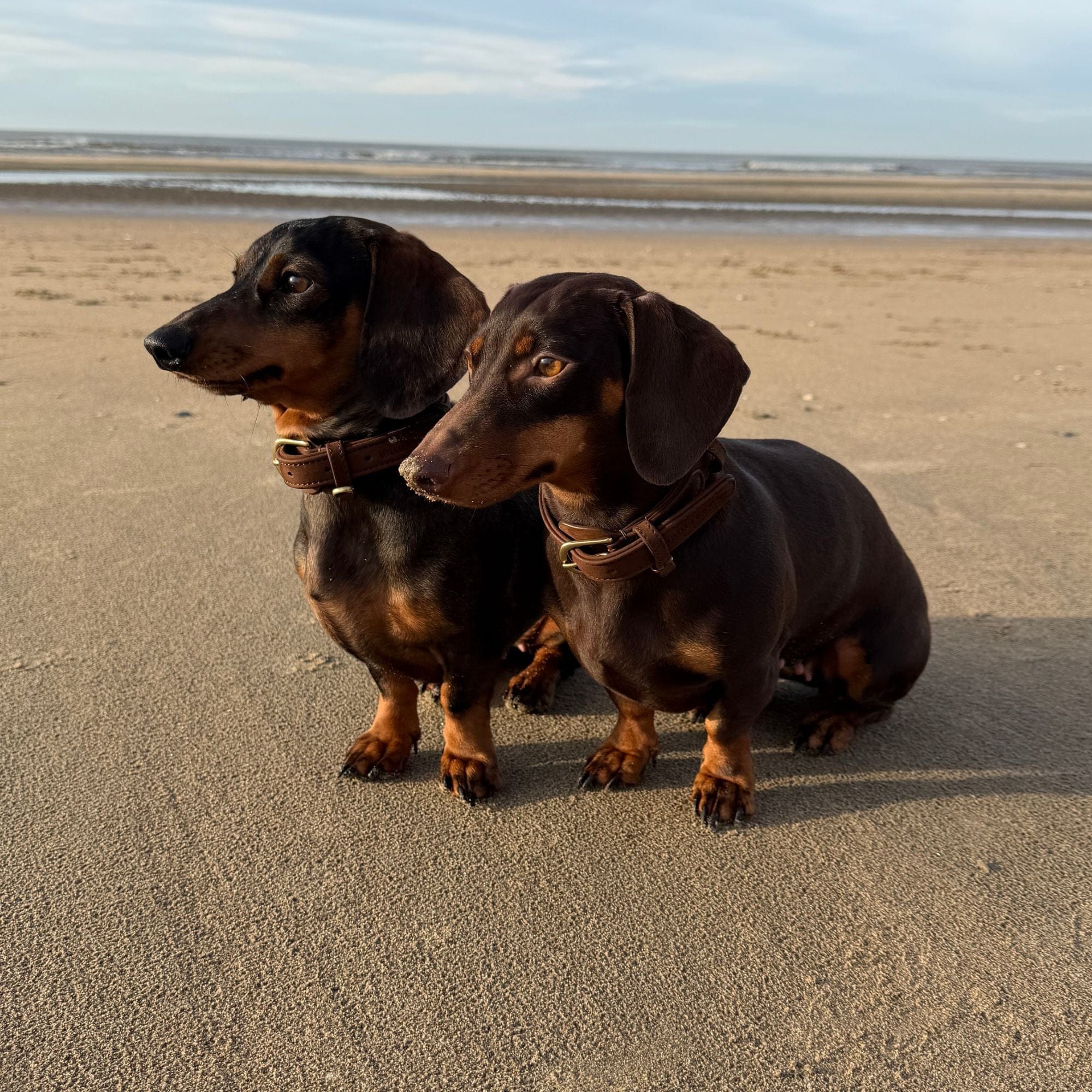 William Walker Hundehalsband aus wasserfestem Nubukleder