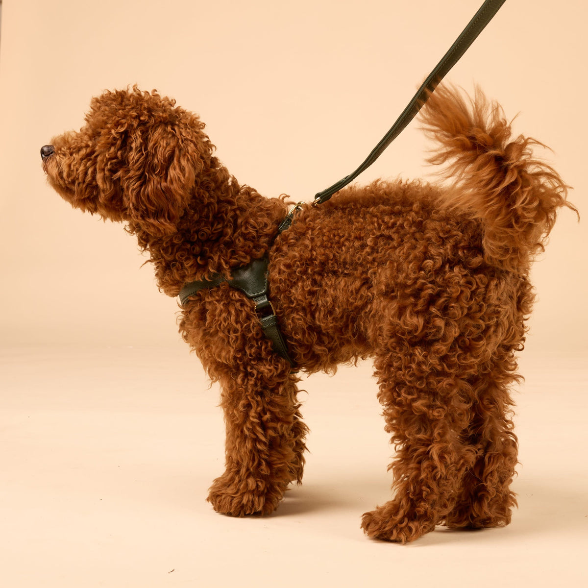 William Walker Step-In Leather Dog Harness Pico for Small Dogs Dark Moss / 1