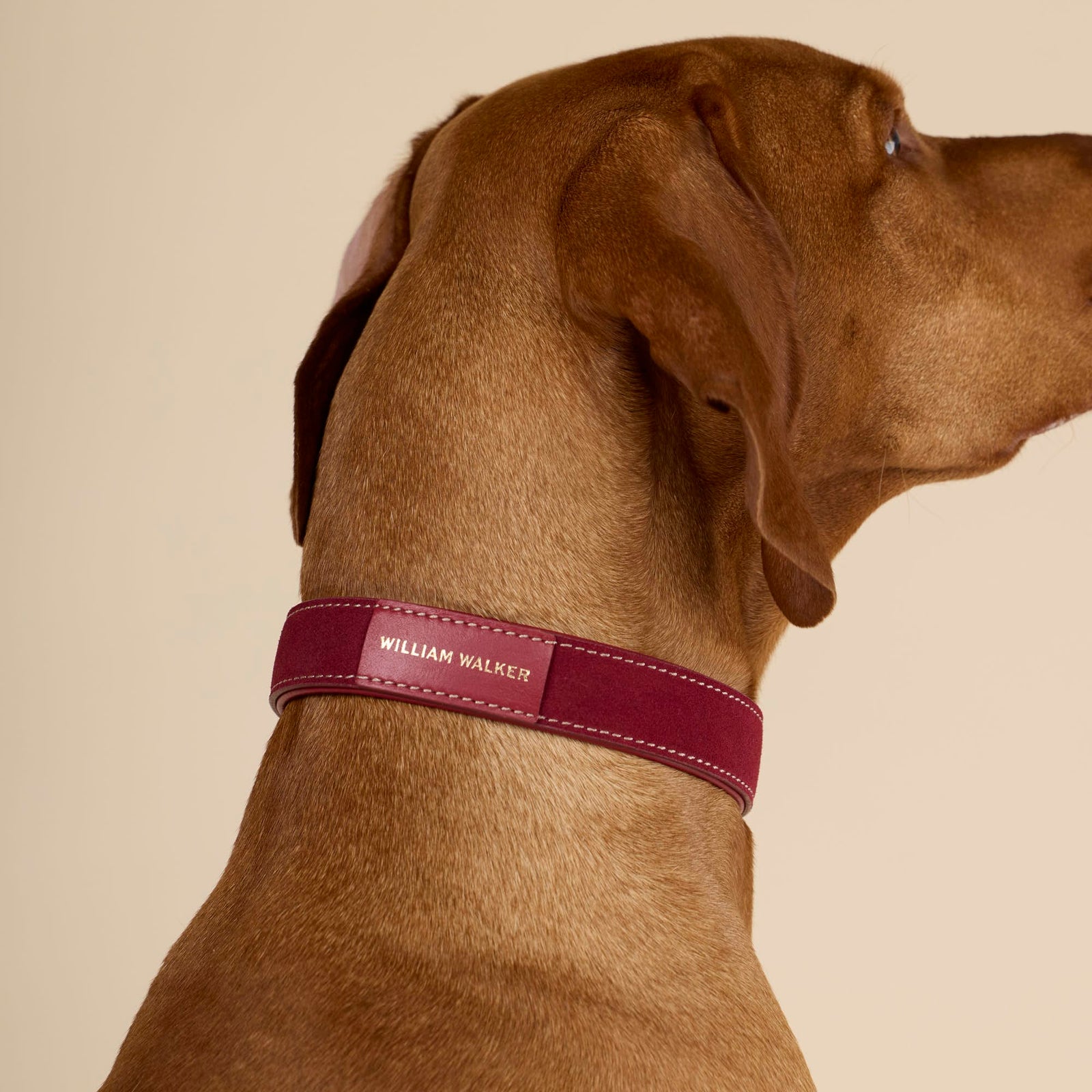 William Walker Wildleder Hundehalsband Lambrusco (Bordeauxrot)