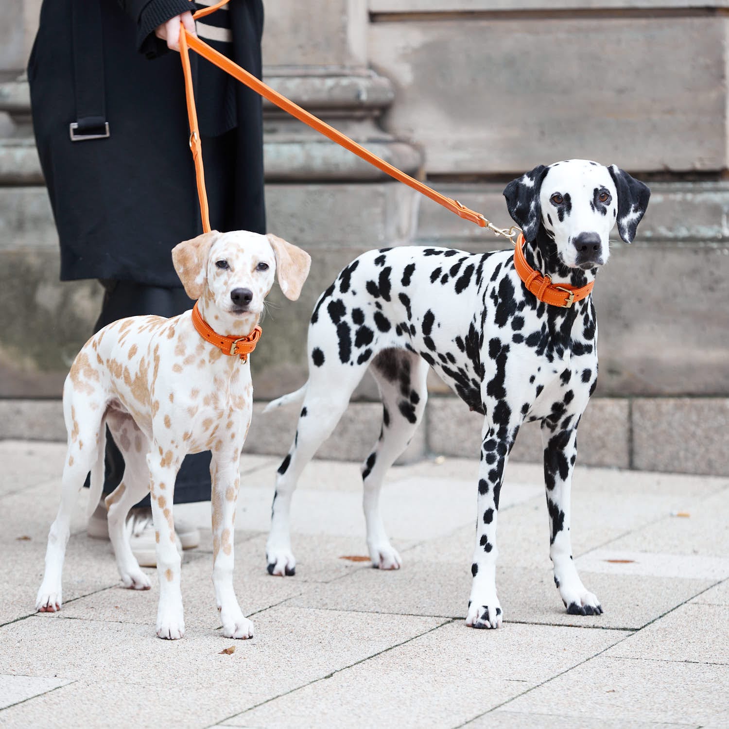 William Walker Hochwertige Leder Hundeleine Amber (Orange)