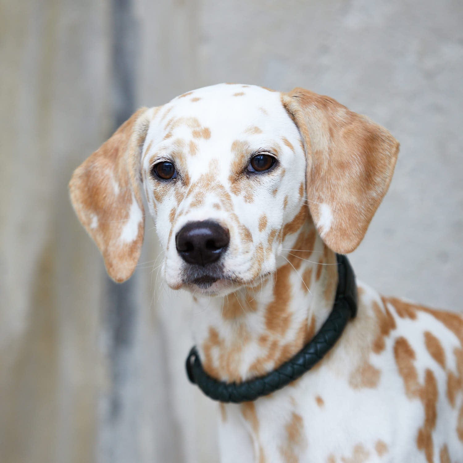 William Walker Leder Hundehalsband Twisted Dark Moss (Waldgrün)