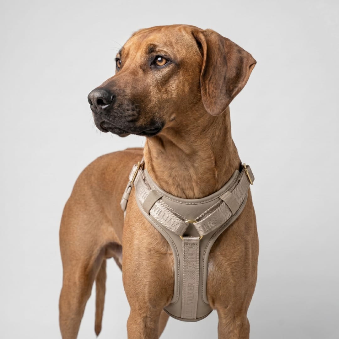 William Walker Premium Leather Y-Harness Plain Sand (Beige) / XS