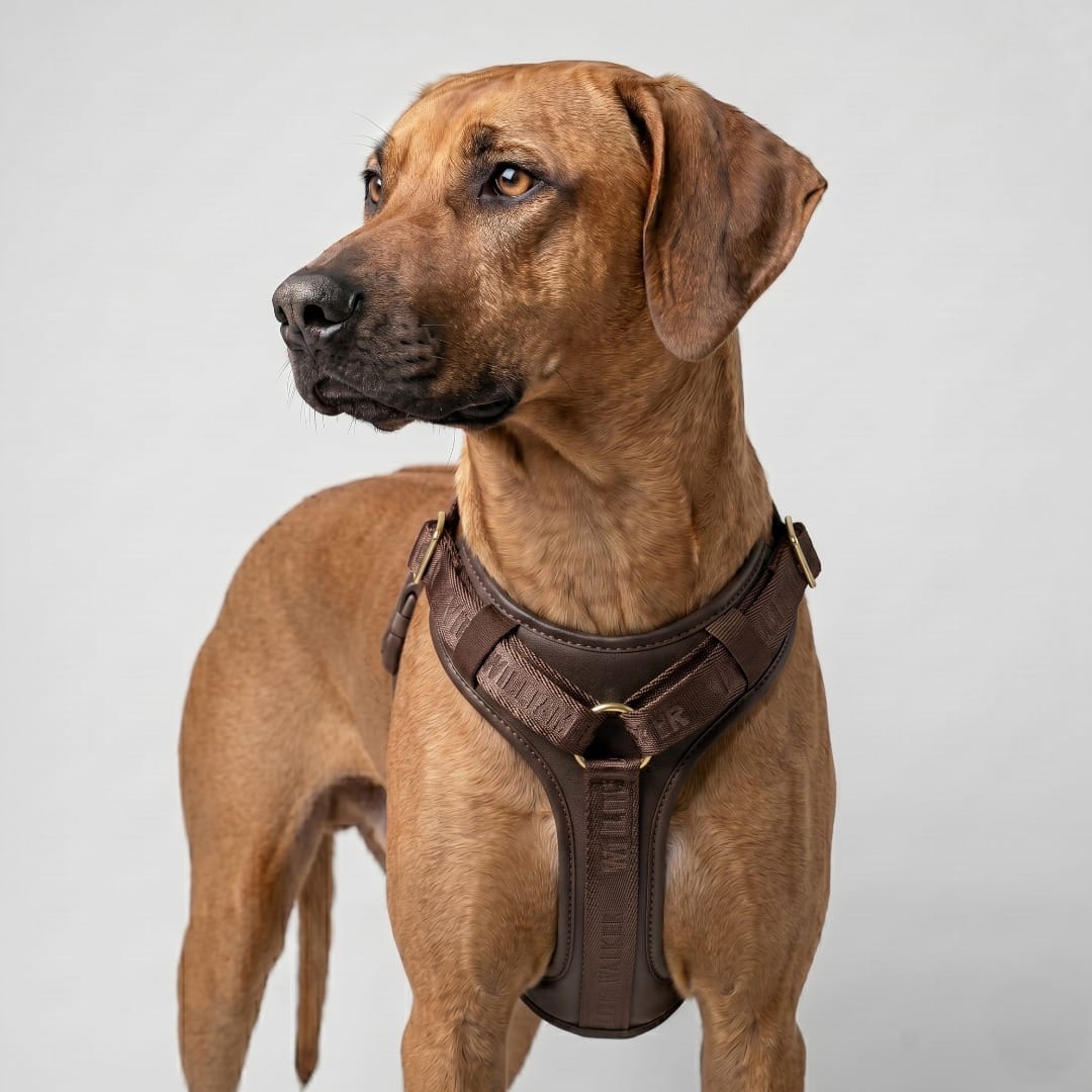 William Walker Leather dog harness Plain