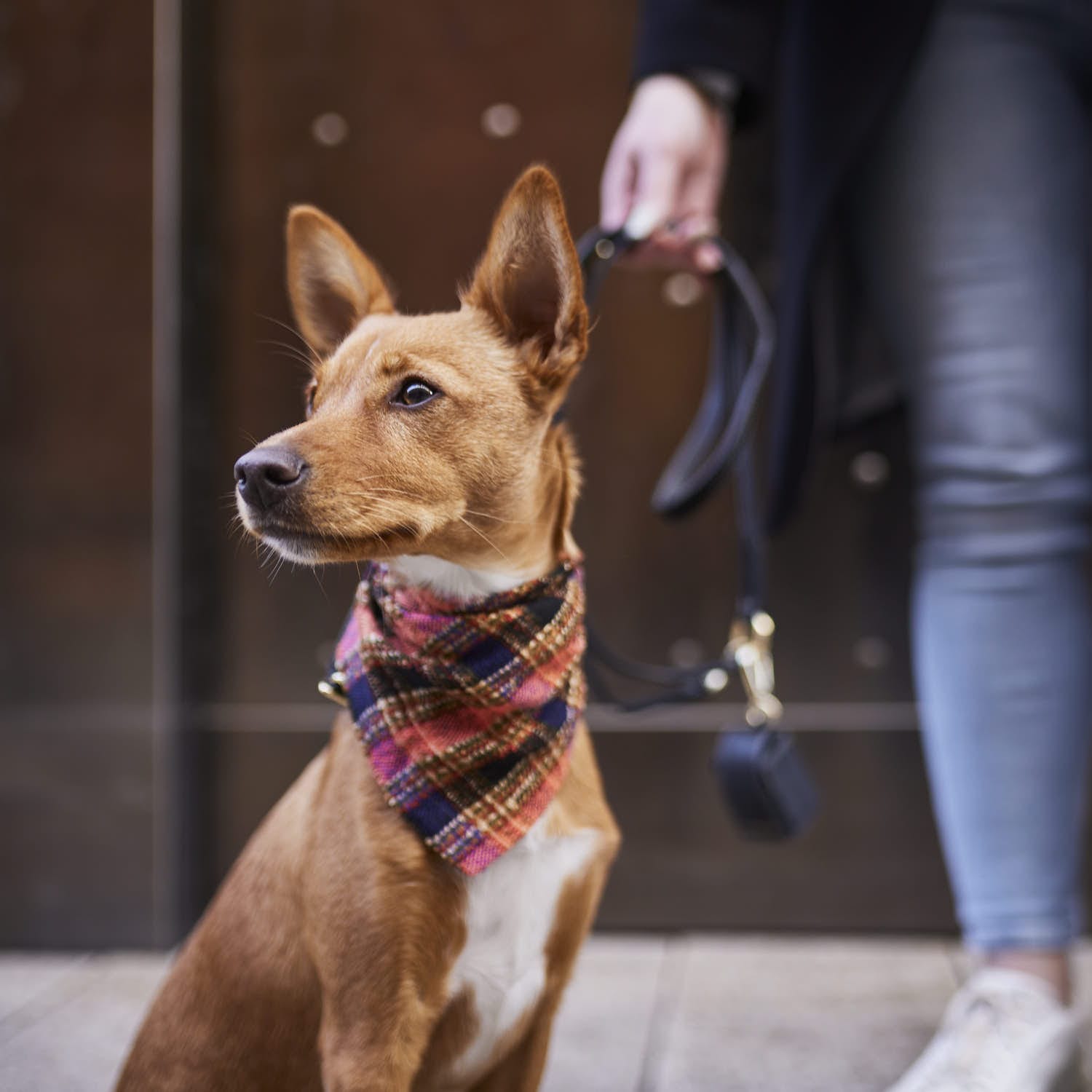 William Walker Hundehalstuch Boho